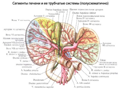 structura umana a ficatului, anatomia organelor, funcția (Fisura venae cave) Structura ficatului uman, anatomie organ, funcția