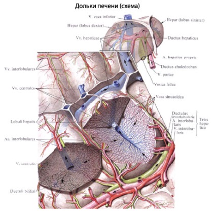 structura umana a ficatului, anatomia organelor, funcția (Fisura venae cave) Structura ficatului uman, anatomie organ, funcția