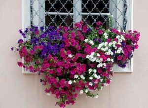 Petunia pe recomandările balcon cu privire la cultivarea (recomandări) Petunia pe balconul de recomandări pentru cultivarea