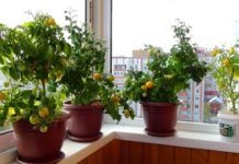 Petunia pe recomandările balcon cu privire la cultivarea (recomandări) Petunia pe balconul de recomandări pentru cultivarea
