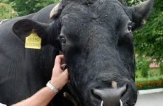 Plempredprijatija Tcherepovetz (reproducție întreprindere Tcherepovetz) plempredprijatija Cherepovets