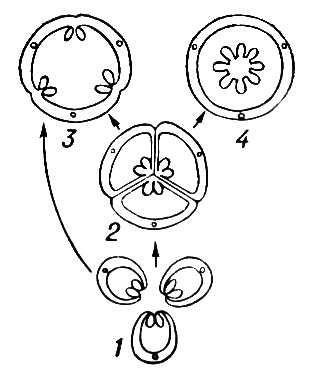 (Corpul angiosperme) fructe (corp angiosperme) (Corpul angiosperme) fructe