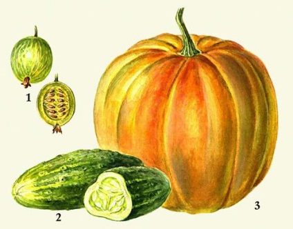 (Corpul angiosperme) fructe (fructe) (Corpul angiosperme) fructe
