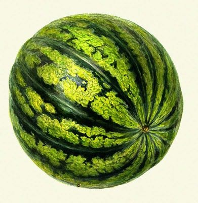 (Corpul angiosperme) fructe (fructe) (Corpul angiosperme) fructe