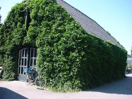 Ivy Evergreen de plantare și îngrijire de grădină (Evergreen) Ivy Evergreen de plantare de grădină și de îngrijire