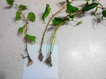 Ivy Evergreen de plantare de grădină și de îngrijire (de îngrijire) Ivy Evergreen de plantare de grădină și de îngrijire