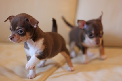 De ce caracteristici grunt chihuahua rasa sau semne ale bolii, strănută Chihuahua (Chihuahua) De ce caracteristici rasa chihuahua geamăt sau semne ale bolii, Chihuahua strănută