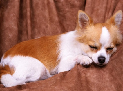 De ce caracteristici rasa chihuahua geamăt sau semne ale bolii, Chihuahua stranuta (strănut) De ce caracteristici rasa chihuahua geamăt sau semne ale bolii, Chihuahua strănută