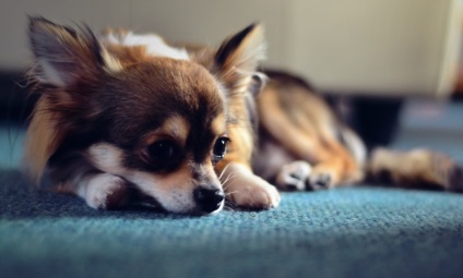 De ce caracteristici grunt chihuahua rasa sau semne ale bolii, strănută Chihuahua (Chihuahua) De ce caracteristici rasa chihuahua geamăt sau semne ale bolii, Chihuahua strănută