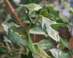 De ce frunze de ficus innegresc (frunze) De ce frunze de ficus innegri