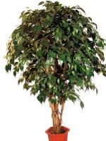 De ce frunze de ficus rândul său, negru (de ce) De ce frunze de ficus innegri