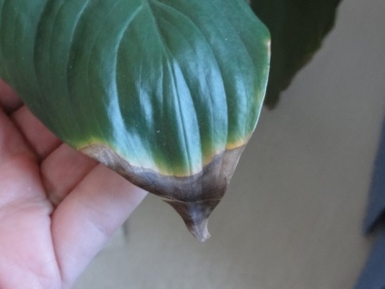 De ce frunze de ficus rândul său, negru (frunze) De ce frunze de ficus innegri