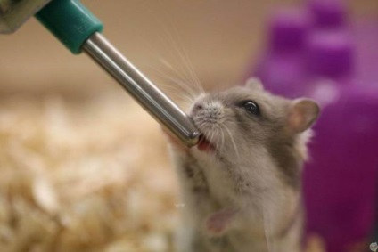 De ce hamster nu bea apă ca un hamster pentru a preda dispozitive tip (de ce) De ce hamster nu bea apa ca un hamster pentru a preda bautori