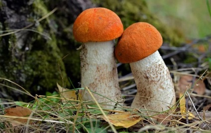 Descriere Boletus ciuperca cu fotografie (fungice) Boletus, ciuperci cu o descriere a fotografiei