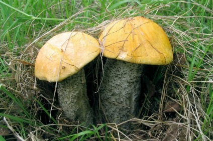Descriere Boletus ciuperca cu fotografie (fungice) Boletus, ciuperci cu o descriere a fotografiei