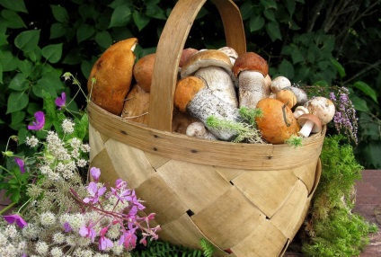 Boletus, descriere ciuperca cu fotografie (Boletus) Boletus, ciuperci cu o descriere a fotografiei