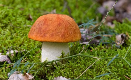 Boletus, ciuperci cu o descriere a fotografiei (de cotitură rapid albastru devine) Boletus, ciuperci cu o descriere a fotografiei