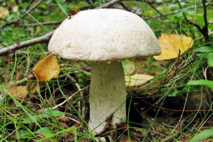 Descriere Boletus ciuperca cu fotografie (fungice) Boletus, ciuperci cu o descriere a fotografiei