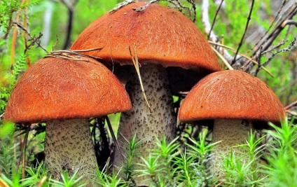 Boletus, descriere ciuperca cu fotografie (Boletus) Boletus, ciuperci cu o descriere a fotografiei