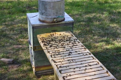 Bețiv și alimentator pentru albine - fabricarea de propriile lor mâini, video