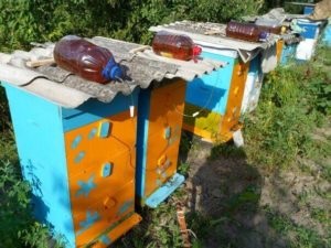 Adapatoare pentru albine cu propriile lor mâini - gospodărie țărănească