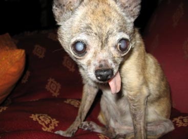 Cumpararea catelus chihuahua (Chihuahua) Atunci când cumpără un catelus Chihuahua