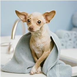 chihuahua cumpărare cățel (pui) Atunci când cumpără un catelus Chihuahua