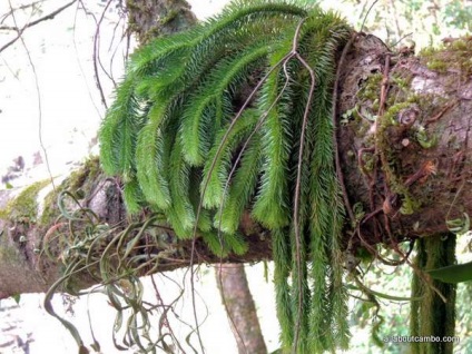 Zboruri de pe ziplayne deasupra junglei Bolaven platoul (platou) Zboruri de pe ziplayne deasupra junglei de pe platoul Bolaven