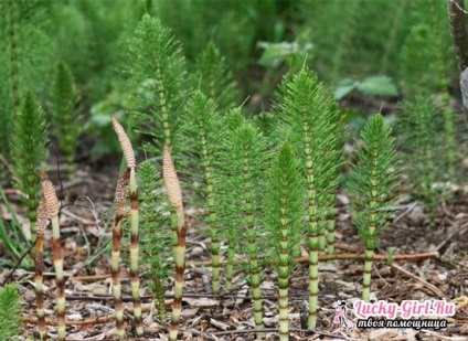 Horsetail - proprietăți și contraindicațiile utile, păr și coada calului pierdere în greutate (proprietăți) Coada-calului - proprietăți utile și contraindicații, părul și coada-calului pierde in greutate