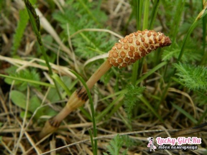 Horsetail - proprietăți utile și contraindicații, părului și coada calului pierderea in greutate (păr) Coada-calului - proprietăți utile și contraindicații, părul și coada-calului pierde in greutate
