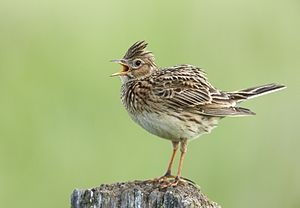 1 Skylark (Ciocârlia foarte) Skylark 1