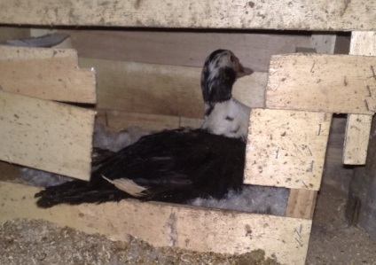 Sfaturi utile despre cum să construiască o casă pentru indoutok și să facă un cuib pentru ei (pentru a aranja) Sfaturi utile despre cum să construiască o casă pentru indoutok și să facă pentru ei un cuib