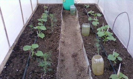 Udarea în seră de sticle de plastic prin ajutorul, picătură de arme, sticle video de udare, (cu efect de seră) Udarea în seră de sticle de plastic prin ajutorul, picătură de arme, udare sticla video,