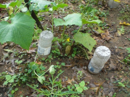 Udarea în seră de sticle de plastic prin ajutorul, picătură de arme, video de udare sticla (plastic) Udarea în seră de sticle de plastic prin ajutorul, picătură de arme, udare sticla video,