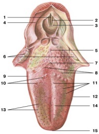cavitatea orală (aponevrozei moale mount) cavitatea orală