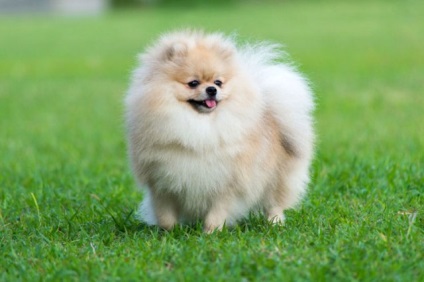 Pomeranian - o descriere și caracteristici, pro și contra ale rasei, în special conținutul și (mai ales) Pomeranian - o descriere și caracteristici, argumente pro și contra de caracteristici de rasă și conținut