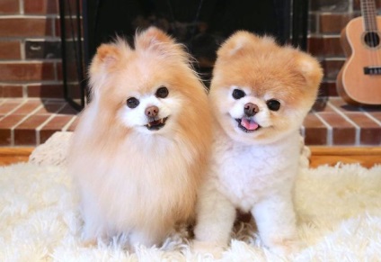 Pomeranian - o descriere și caracteristici, argumente pro și contra de caracteristici de rasă și de conținut (Pomeranian) Pomeranian - o descriere și caracteristici, argumente pro și contra de caracteristici de rasă și conținut