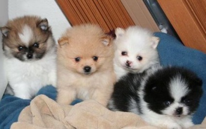 Pomeranian - o descriere și caracteristici, pro și contra ale rasei, în special conținutul și (mai ales) Pomeranian - o descriere și caracteristici, argumente pro și contra de caracteristici de rasă și conținut