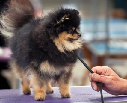 Pomeranian - o descriere și caracteristici, argumente pro și contra de caracteristici de rasă și de conținut (Pomeranian) Pomeranian - o descriere și caracteristici, argumente pro și contra de caracteristici de rasă și conținut