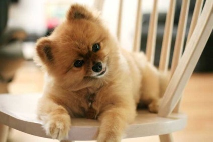 Pomeranian - o descriere și caracteristici, argumente pro și contra de caracteristici de rasă și de conținut (Pomeranian) Pomeranian - o descriere și caracteristici, argumente pro și contra de caracteristici de rasă și conținut
