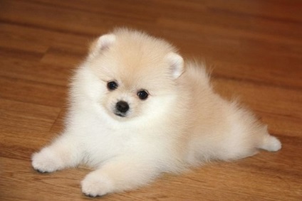 Pomeranian - o descriere și caracteristici, pro și contra ale rasei, în special conținutul și (mai ales) Pomeranian - o descriere și caracteristici, argumente pro și contra de caracteristici de rasă și conținut