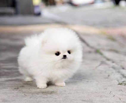 Pomeranian - descrierea și caracterizarea pro și contra ale rasei, în special conținutul și (Spitz) Pomeranian - o descriere și caracteristici, argumente pro și contra de caracteristici de rasă și conținut