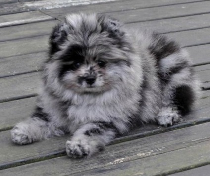 Pomeranian - descrierea și caracterizarea pro și contra ale rasei, în special conținutul și (Spitz) Pomeranian - o descriere și caracteristici, argumente pro și contra de caracteristici de rasă și conținut