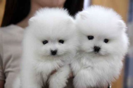 Pomeranian - o descriere și caracteristici, pro și contra ale rasei, în special conținutul și (mai ales) Pomeranian - o descriere și caracteristici, argumente pro și contra de caracteristici de rasă și conținut