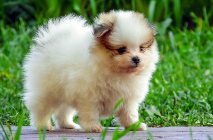 Pomeranian - o descriere și caracteristici, pro și contra ale rasei, în special conținutul și (mai ales) Pomeranian - o descriere și caracteristici, argumente pro și contra de caracteristici de rasă și conținut