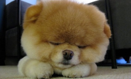 Pomeranian - descrierea și caracterizarea pro și contra ale rasei, caracteristicile și conținutul (rocă) Pomeranian - o descriere și caracteristici, argumente pro și contra de caracteristici de rasă și conținut