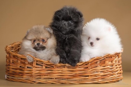 Pomeranian - o descriere și caracteristici, argumente pro și contra de caracteristici de rasa si continut (descriere) Pomeranian - o descriere și caracteristici, argumente pro și contra de caracteristici de rasă și conținut