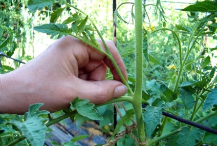 Tomate Tomate „Sanka“