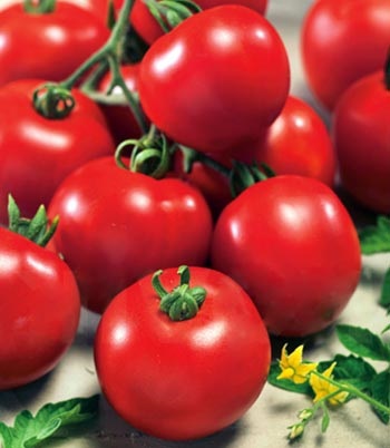 Tomate Tomate „Sanka“