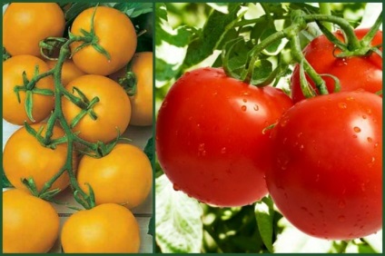 Tomate Tomate „Sanka“